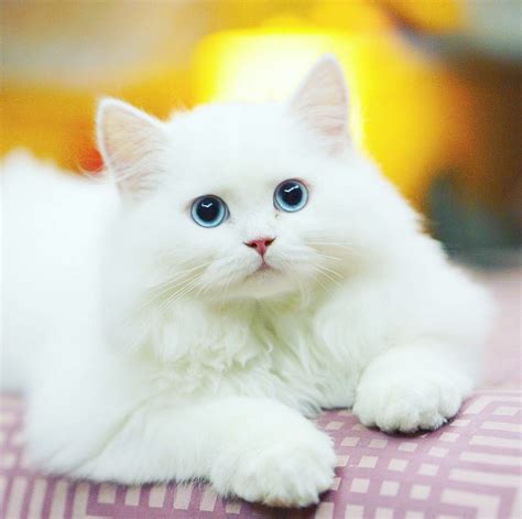 Beautiful Domestic Cats Beautiful As A Cat's Meow | Albino cat, Pretty cats, Beautiful cats