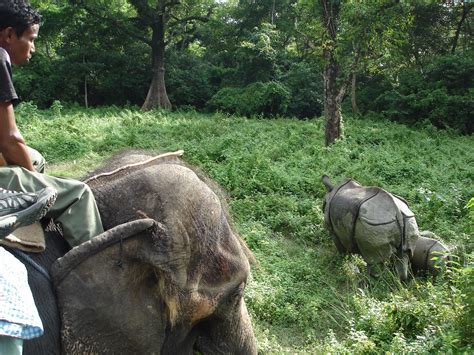 chronicles of a happy traveler: Chitwan's Elephant Safari: The Real Thing