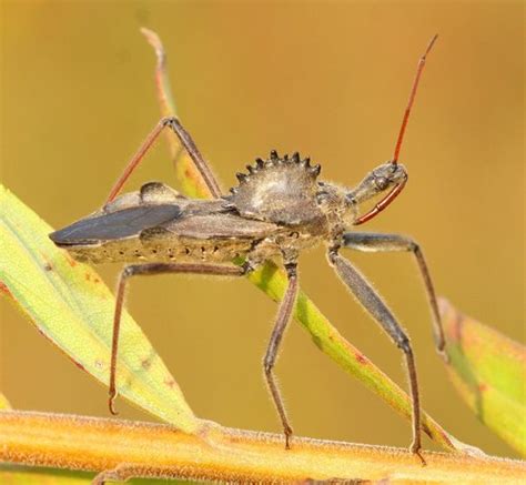 Wheel Bug (Arilus cristatus) · iNaturalist