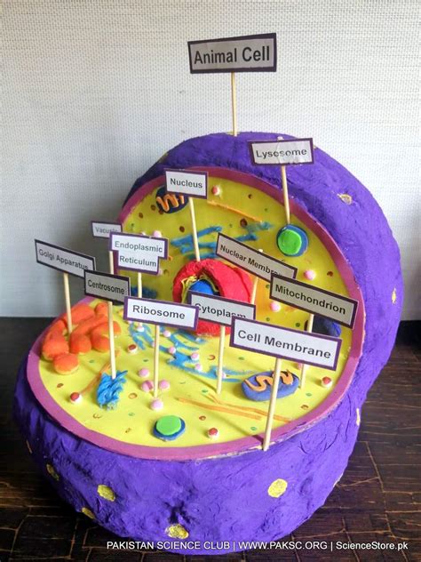 Animal Cell Project