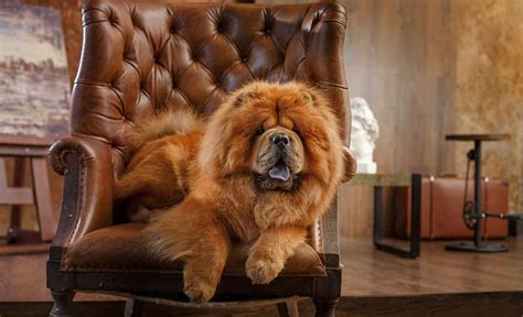 Is the Lion-Like Chow Chow as Aggressive as He Looks? - K9 Web