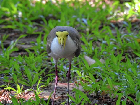 Masked Plover Coming Through Photograph by Lisa Crawford - Pixels