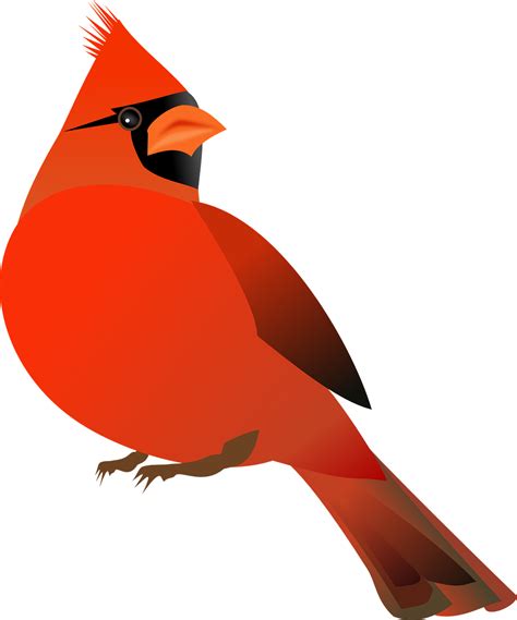 Download Cardinal, Bird, Nature. Royalty-Free Vector Graphic - Pixabay