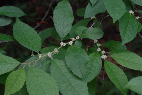 Ilex decidua (Possumhaw, Possum-haw, Possum Haw Holly, Possumhaw Holly, Swamp Holly) | North ...