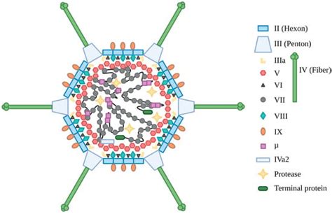 Viruses | Free Full-Text | Human Adenovirus Gene Expression and ...