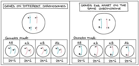 👍 Many different phenotypes produced by one pair of alleles. Alleles, Genotype and Phenotype ...