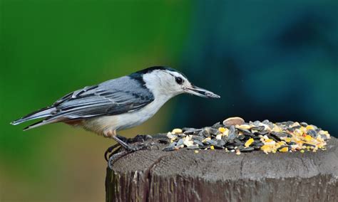 Top 10 Myths About Feeding Birds - My Birds