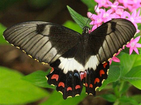 Australian Butterfly Sanctuary | Cairns & Great Barrier Reef