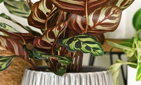 Calathea: care and tips - Complete Gardering