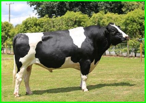 Sapi Friesian Holstein "FH", Karakteristik, dan Informasi Lainnya - ekor9.com