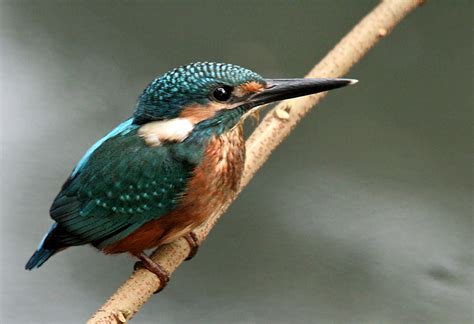 File:Common Kingfisher I Picture 115.jpg - Wikipedia, the free encyclopedia