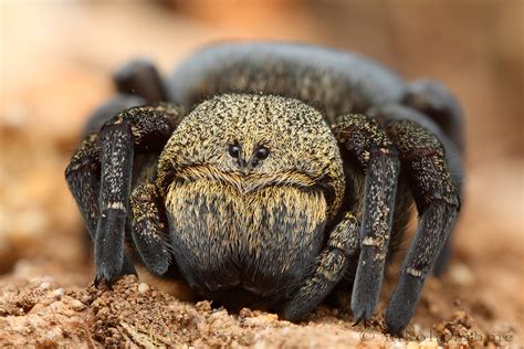 velvetspider photos on Flickr | Flickr