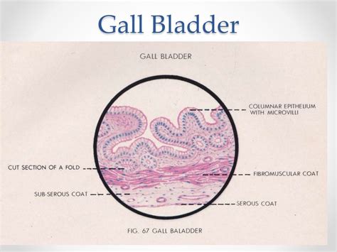 Histology of gastrointestinal tract