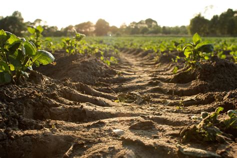 The California Agriculture Drought | Eden Green