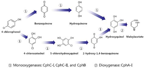 Proposed degradation pathway of 4-chlorophenol by Arthrobacter... | Download Scientific Diagram