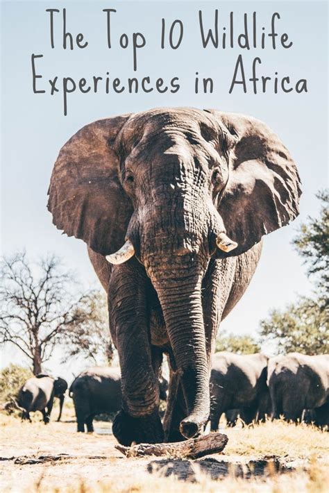 Wildlife In Africa: 10 Unforgettable Experiences To Have | Africa ...