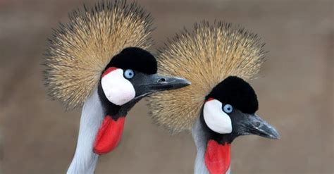 Types of Crane Birds - A-Z Animals