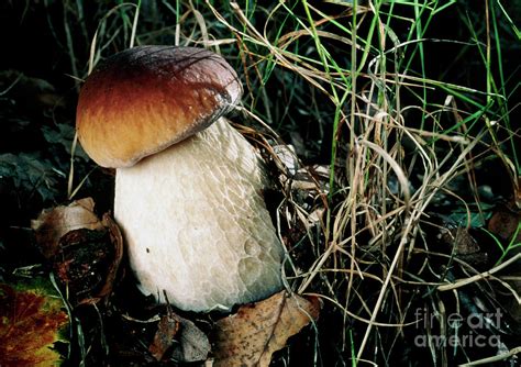 Cep Mushroom Photograph by Vaughan Fleming/science Photo Library - Pixels