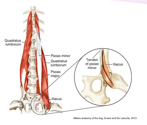 Iliopsoas Muscle Dog