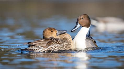 Places To See Migratory Birds In India (And The Best Time To Spot)