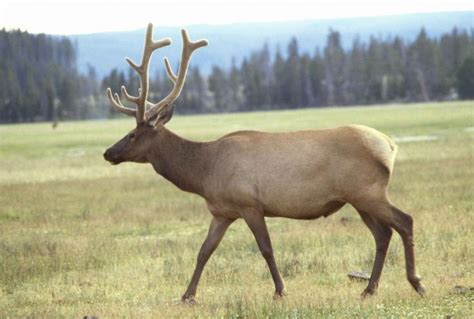 Free picture: elk, male, antlers