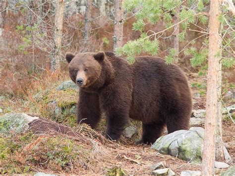 Eurasian Brown Bear - Ursus arctos arctos - Observation.org