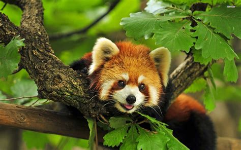 Red panda hd wallpaper | 1920x1200 | #14098