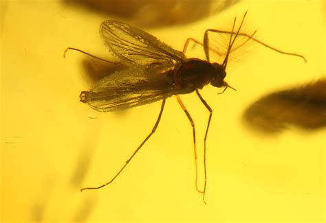 File:Mosquito trapped in amber.jpg - Wikimedia Commons