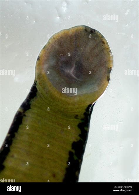 Giant Leech With Teeth