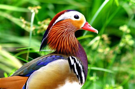 19 of the World’s Most Colorful Birds | Palomar Audubon Society