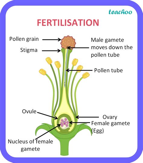 Reproduction in Plants