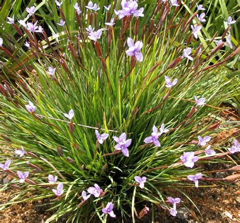 Patersonia occidentalis | Australian native plants, Garden shrubs ...