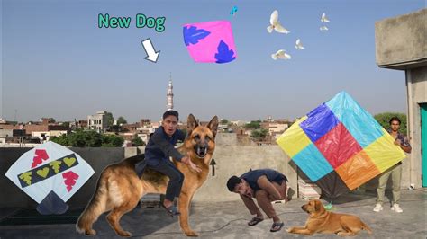 Kite Flying With New White Dog 🐕 - YouTube