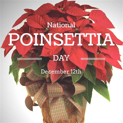 Celebrating National Poinsettia Day on December 12th - Enchanted Florist Pasadena