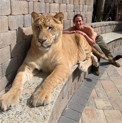 Apollo is a”lyger”, a cross between a male lion and a female tiger, aged 5 and weighing 705lb ...