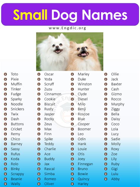 400+ Cutest Small Dog Names (Male, Female) - EngDic