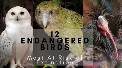 Endangered Species Of Birds And Their Names