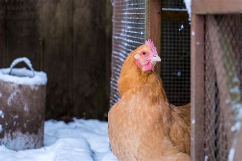 15 Chicken Breeds That Do Well in Cold Weather (with Pictures) | Pet Keen