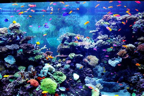 Aquarium HD Wallpapers | PixelsTalk.Net