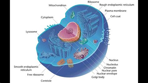 [DIAGRAM] Lymphatic Cell Diagram - MYDIAGRAM.ONLINE