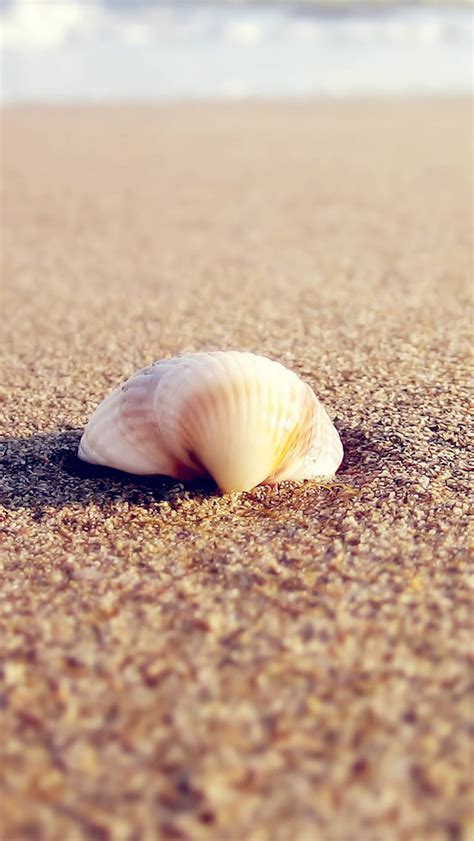 Shells on the Beach Wallpaper - WallpaperSafari