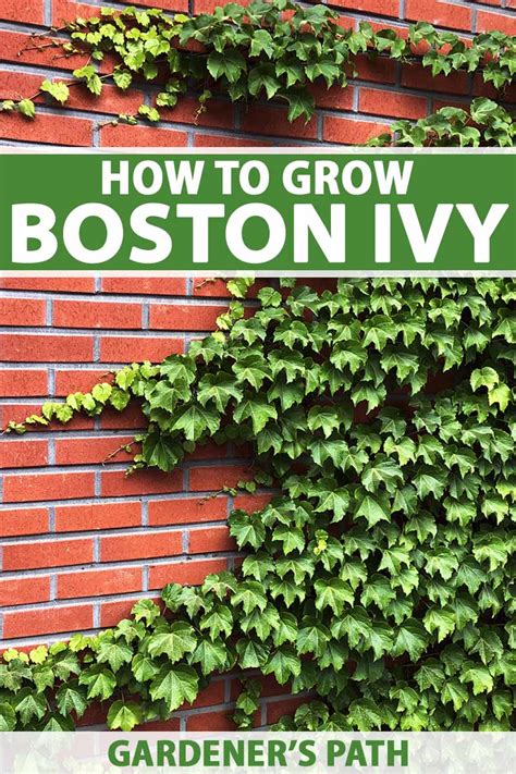 How to Grow and Care for Boston Ivy | Gardener’s Path