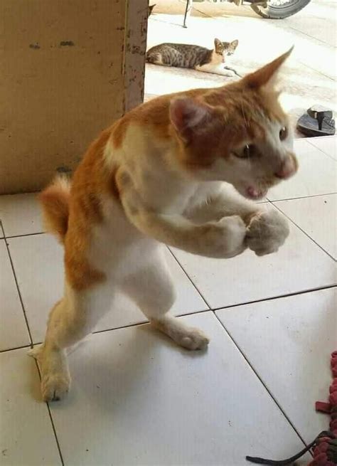 Now you have seen muscular cat, you can't unsee it anymore. - 9GAG