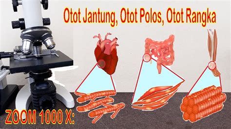 Otot Jantung, Otot Rangka dan Otot Polos (Zoom 1000 X Mikroskop) - YouTube