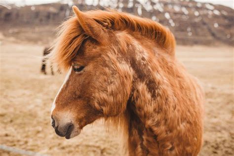 28 Horse Manes We Just Can't Get Enough Of