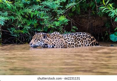 560 Jaguar swimming Images, Stock Photos & Vectors | Shutterstock