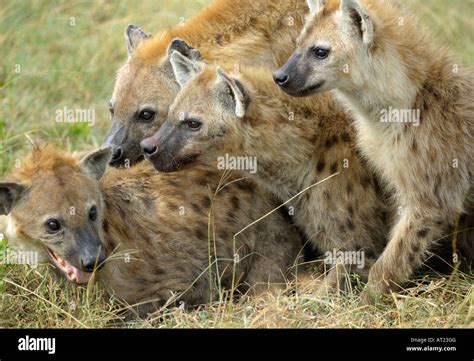 Hyena pack, Serengeti,Tanzania Stock Photo - Alamy