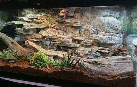 30 DIY Bearded Dragon Enclosure Ideas That Are Absolutely Stunning in 2023 | ExoPetGuides