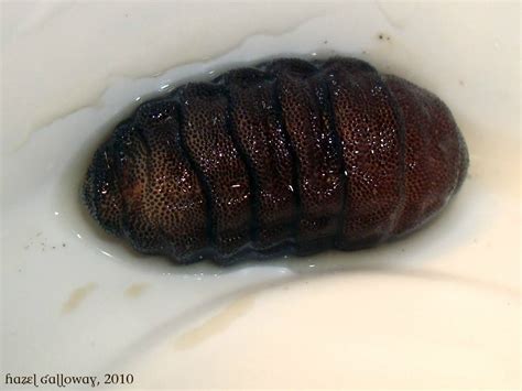 Rodent Bot Fly Larvae | Mountain Lake Biological Station | Bot fly, Bot ...