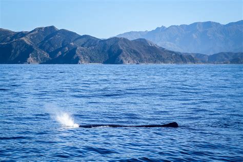 Kaikoura Whale Watching Cruise - Kated